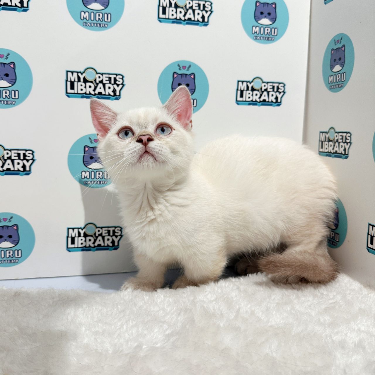 Super Short Munchkin British Shorthair Kitten (Male) For Sale