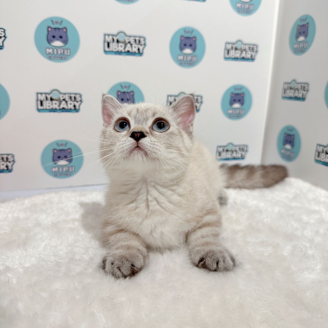 Super Short Munchkin British Shorthair Kitten (Female) For Sale