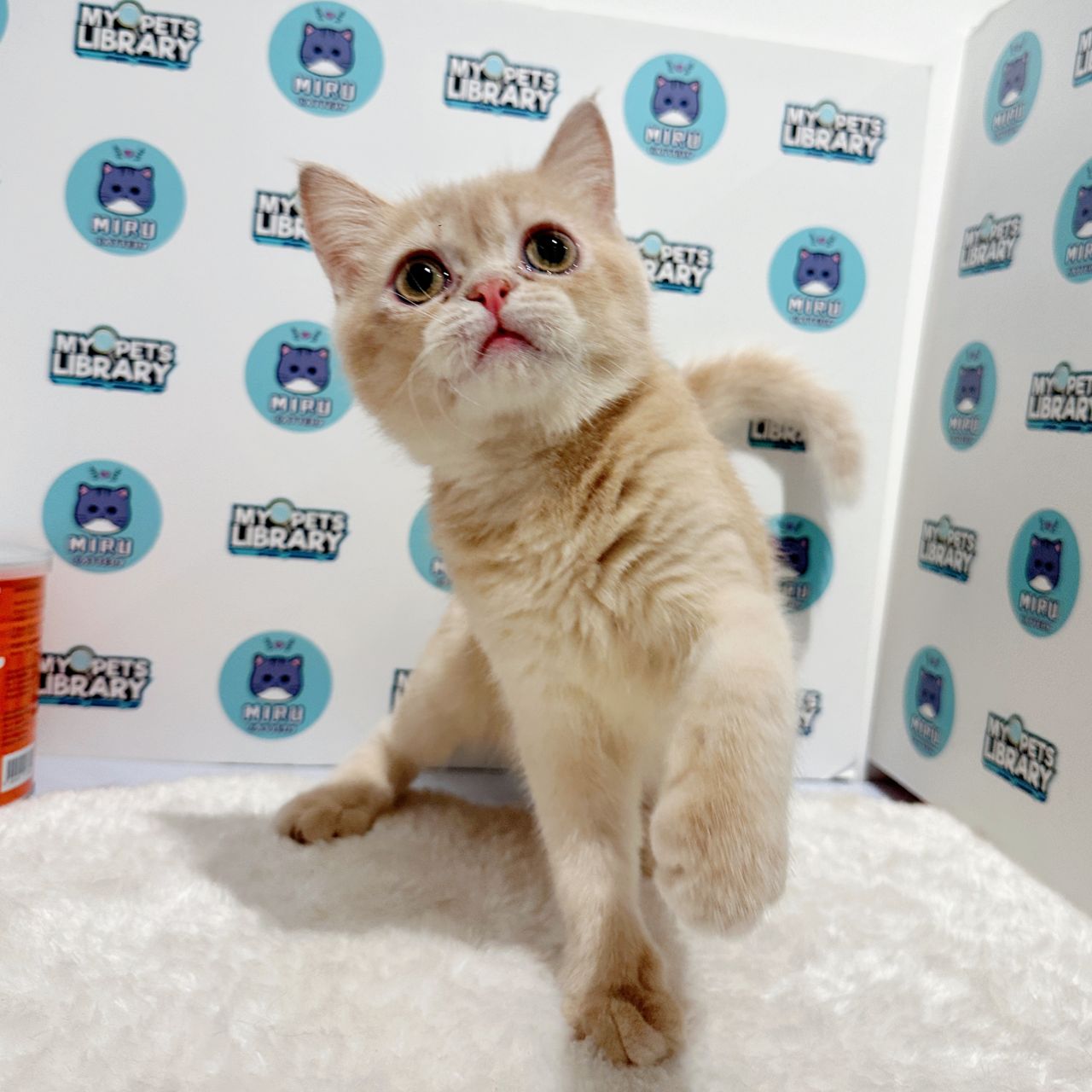Persian British Shorthair Kitten (Male) For Sale