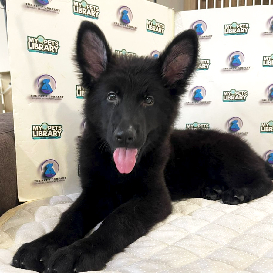 German Shepherd Puppy (Male) For Sale
