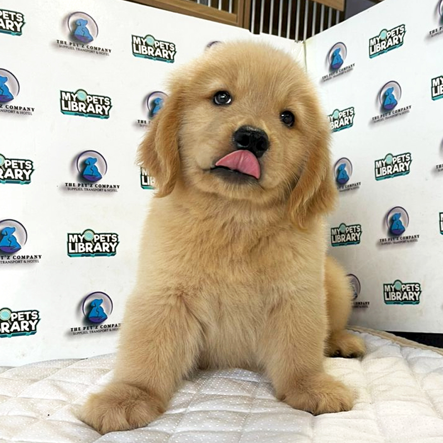 Golden Retriever Puppy (Female) For Sale