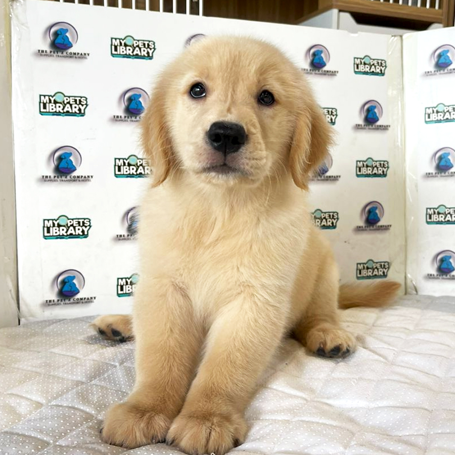 Golden Retriever Puppy (Female) For Sale