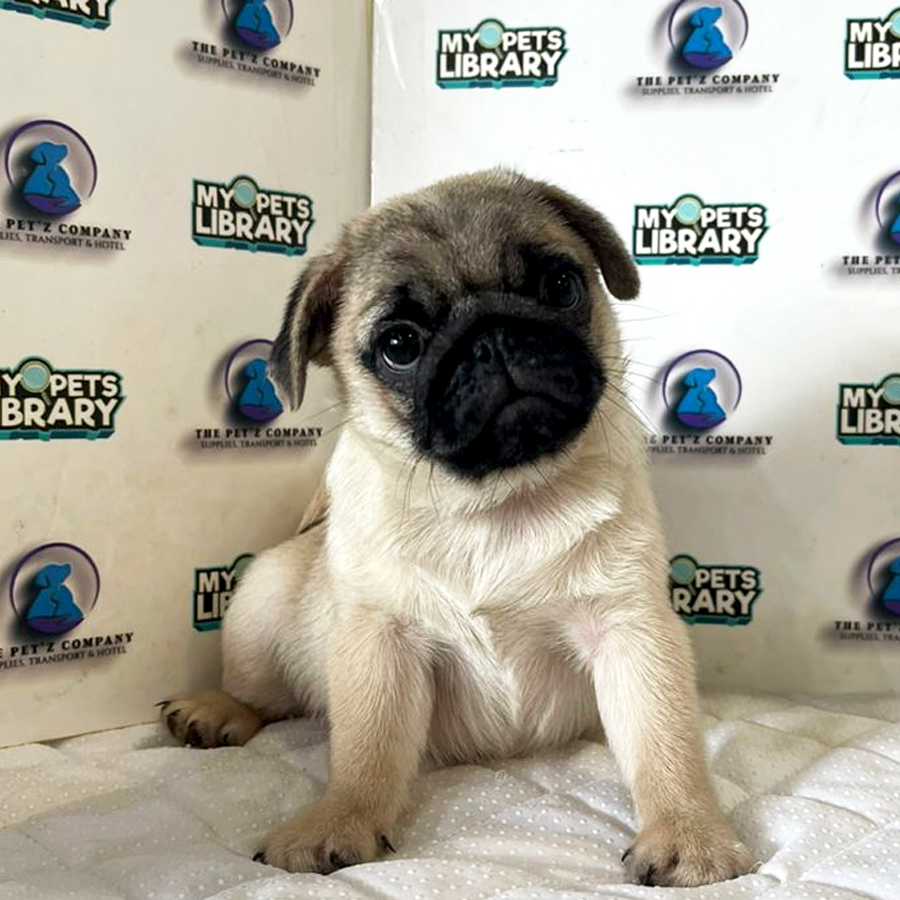 Pug Puppy (Female) For Sale