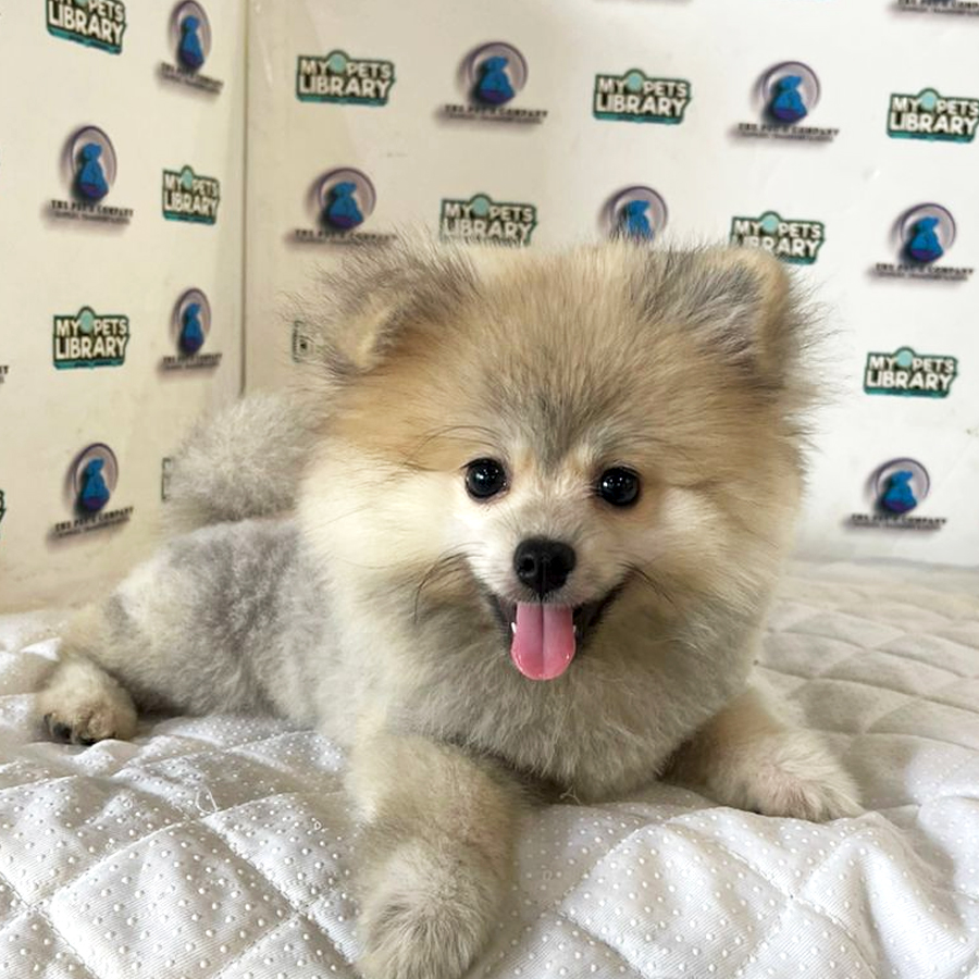 Pomeranian Puppy (Male) For Sale