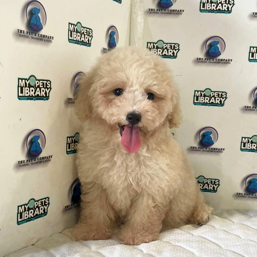 Bichon Poodle Puppy (Male) For Sale