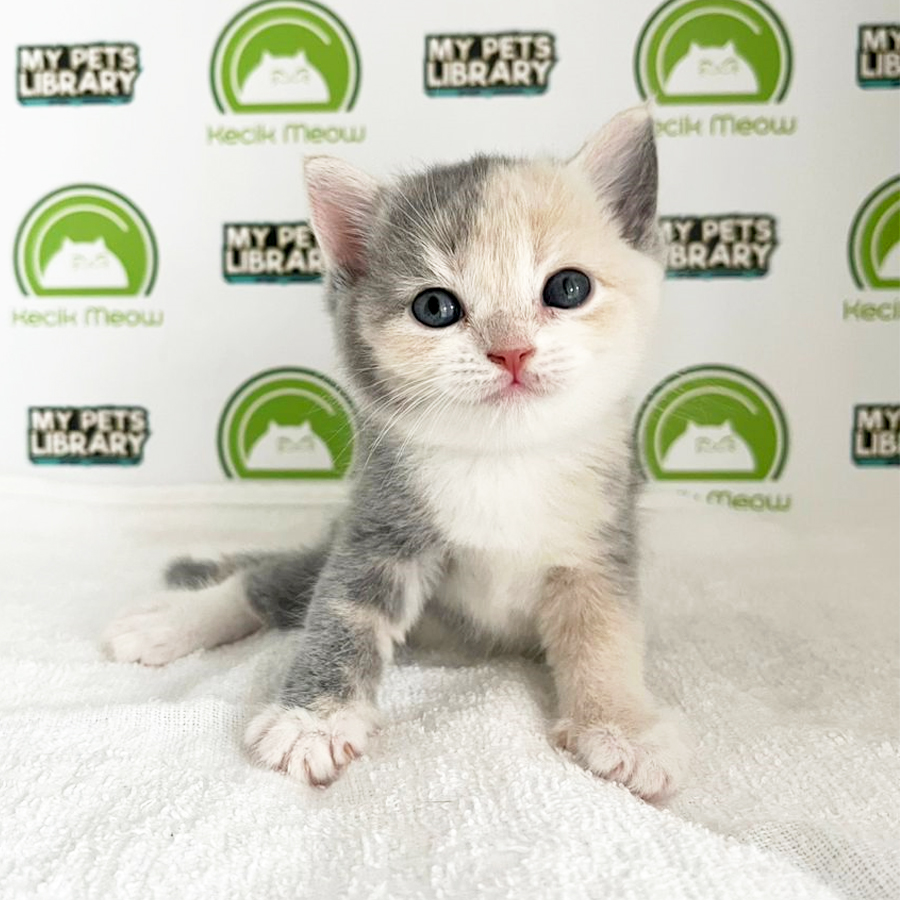British Shorthair Kitten (Female) For Sale