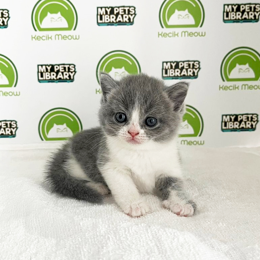 British Shorthair Kitten (Female) For Sale