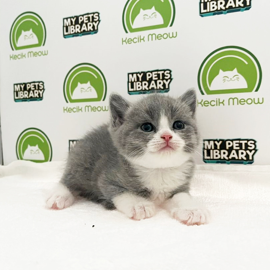 British Shorthair Kitten (Male) For Sale