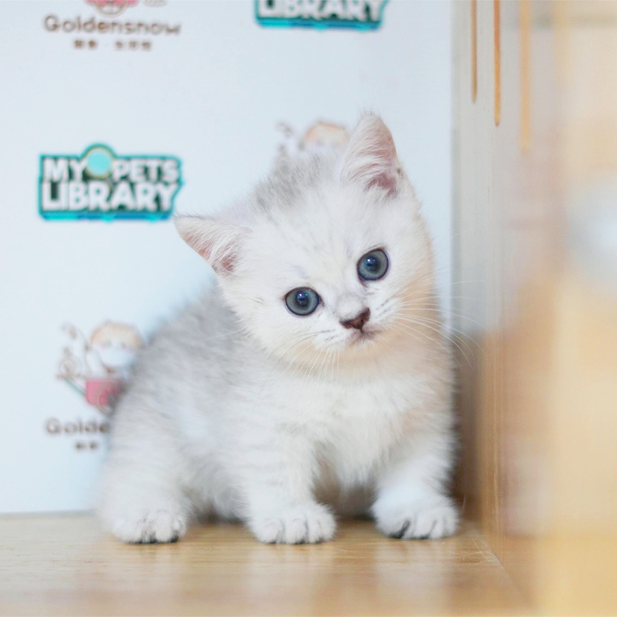 Munchkin Kitten (Female) For Sale