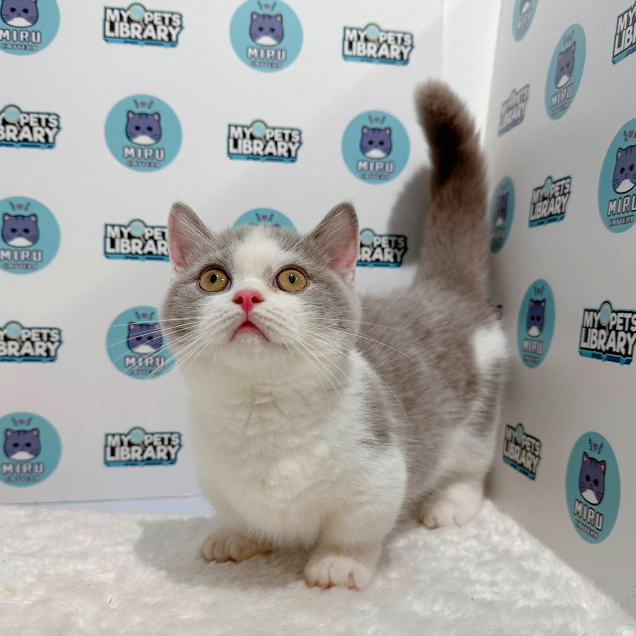 Super Short Munchkin British Shorthair Kitten (Male) For Sale