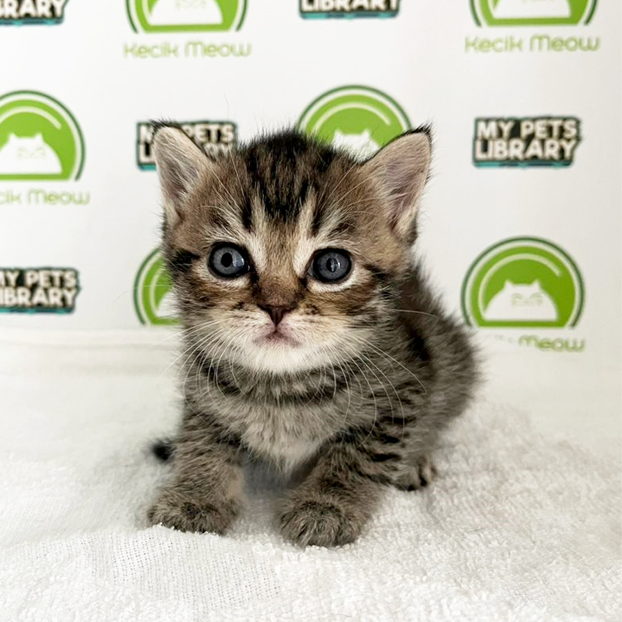 British Shorthair Kitten (Female) For Sale