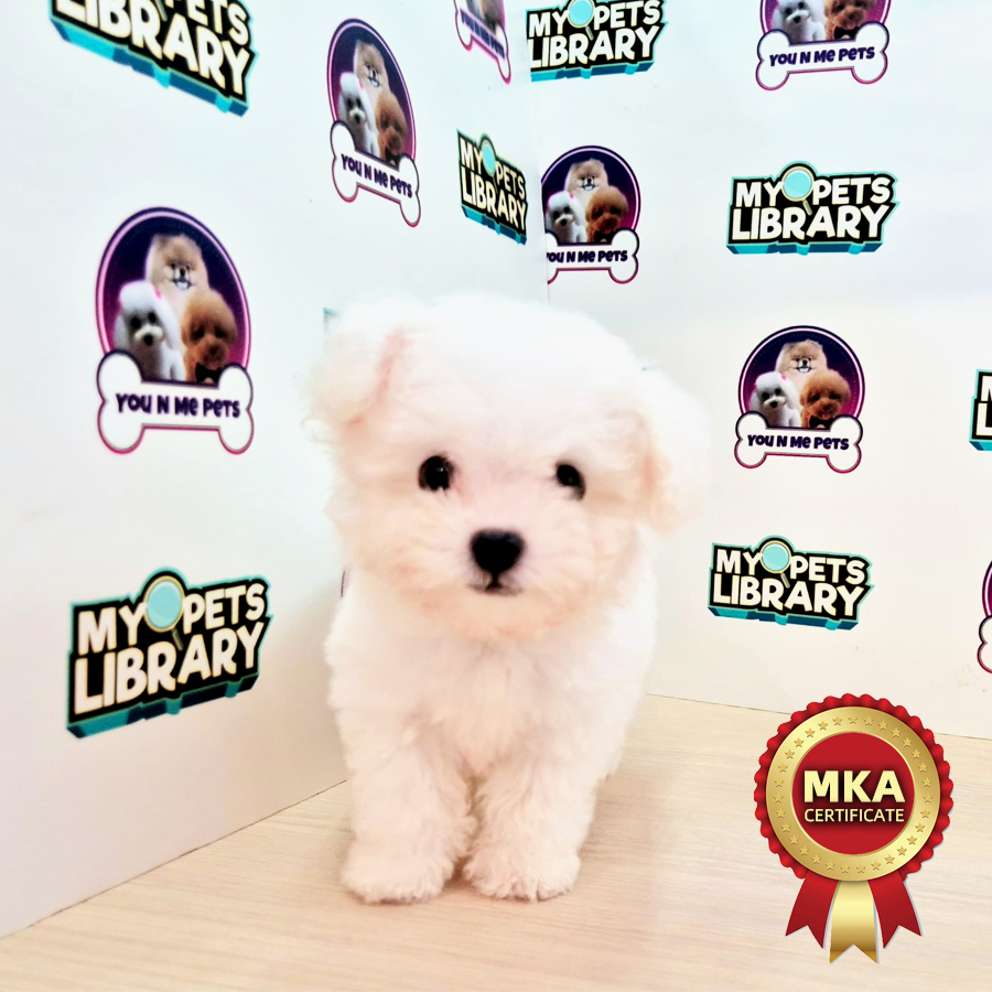 MKA Tiny Poodle Puppy (Male) For Sale