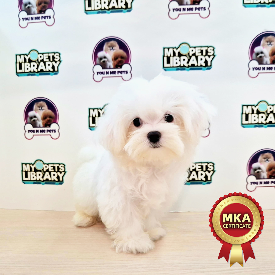 MKA Super Tiny Maltese Puppy (Male) For Sale
