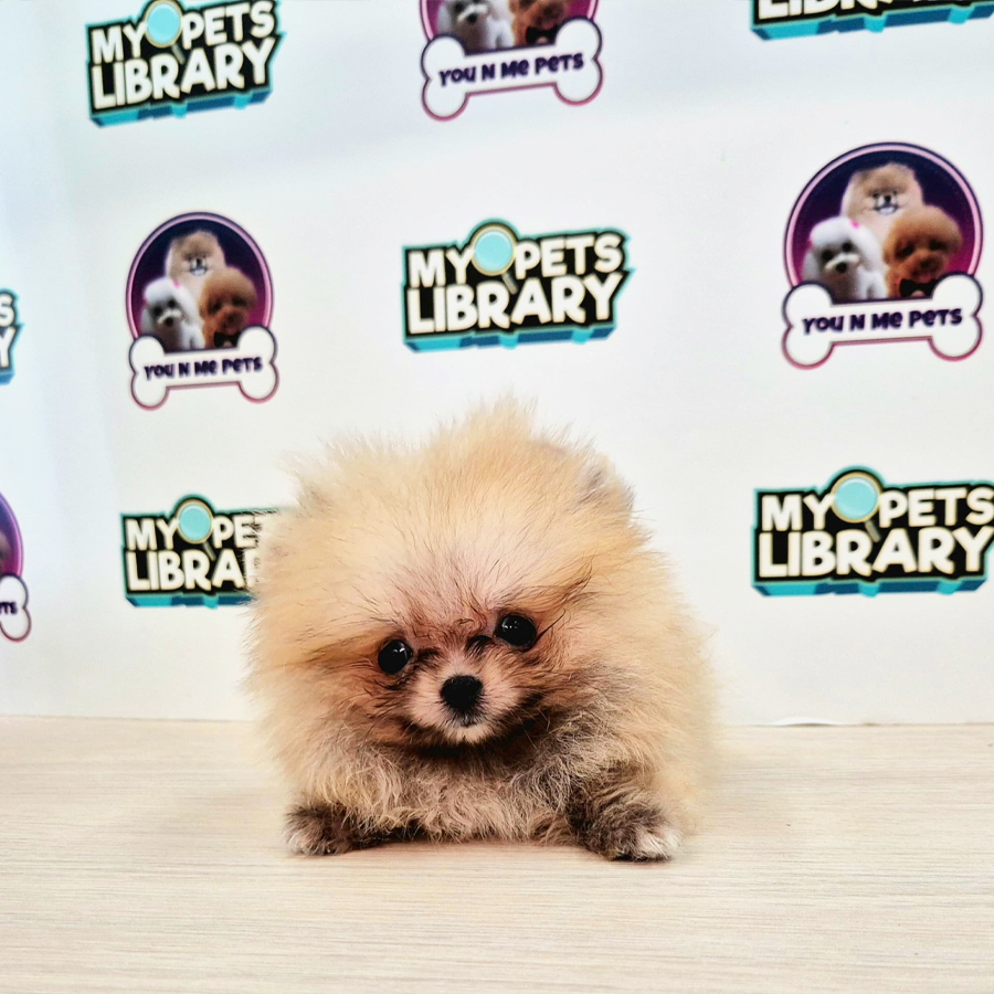 Teacup Pomeranian Puppy (Female) For Sale