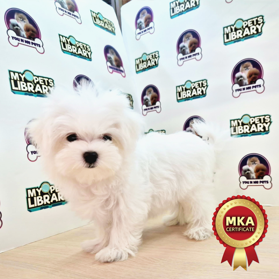 MKA Super Tiny Maltese Puppy (Female) For Sale