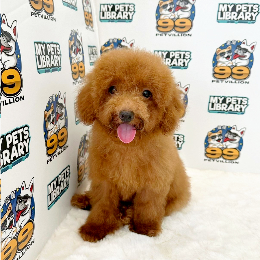 Toy Poodle Puppy (Male) For Sale