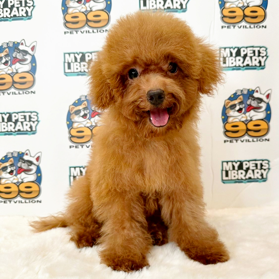 Toy Poodle Puppy (Female) For Sale