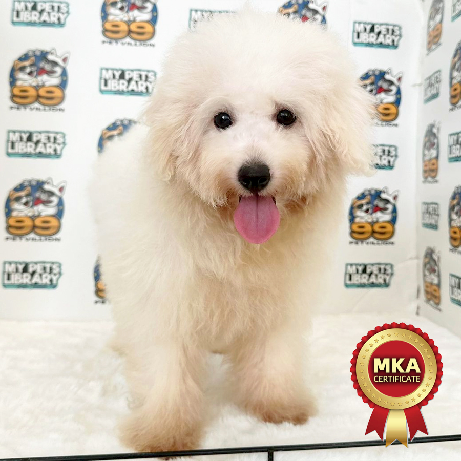 MKA Miniature Poodle Puppy (Female) For Sale