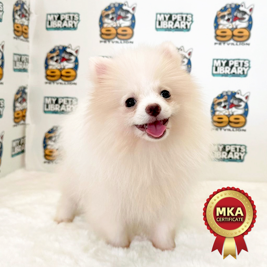 MKA Tiny Pomeranian Puppy (Male) For Sale