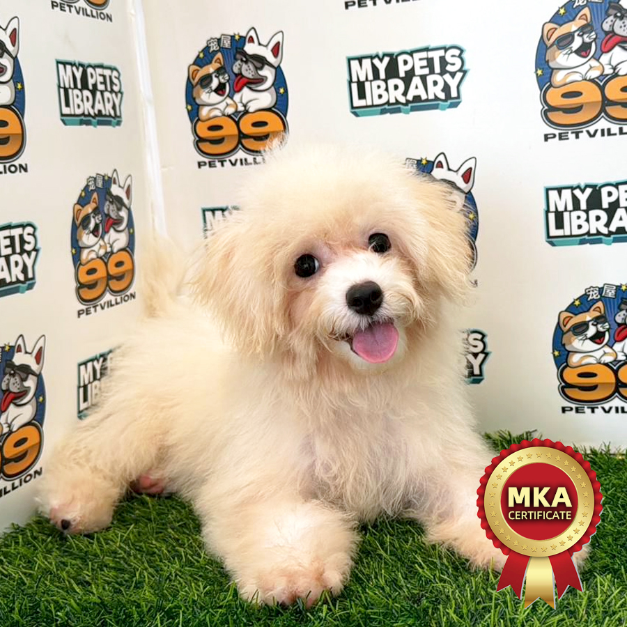 MKA Toy Poodle Puppy (Female) For Sale
