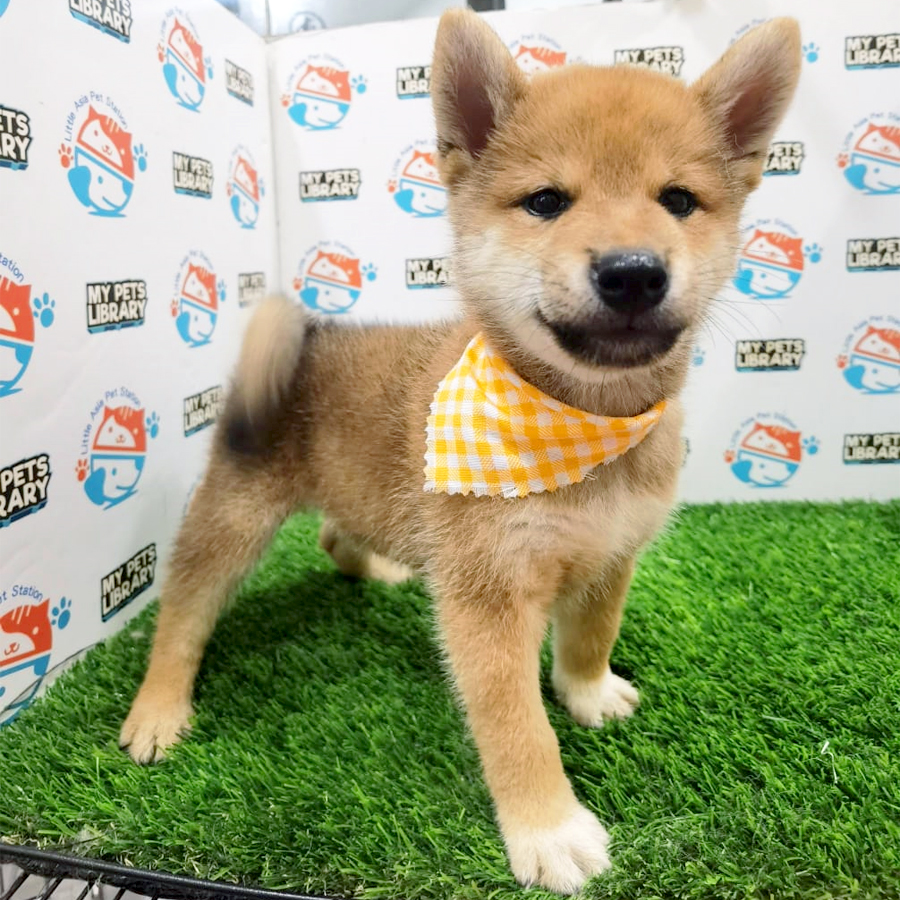 Shiba Inu Puppy (Male) For Sale
