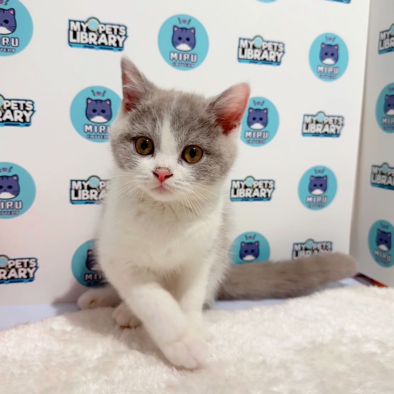 British Shorthair Kitten (Male) For Sale