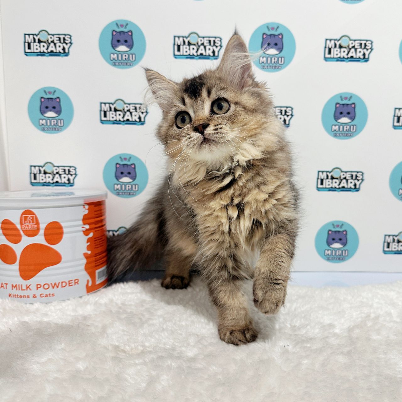 British Longhair Kitten (Female) For Sale