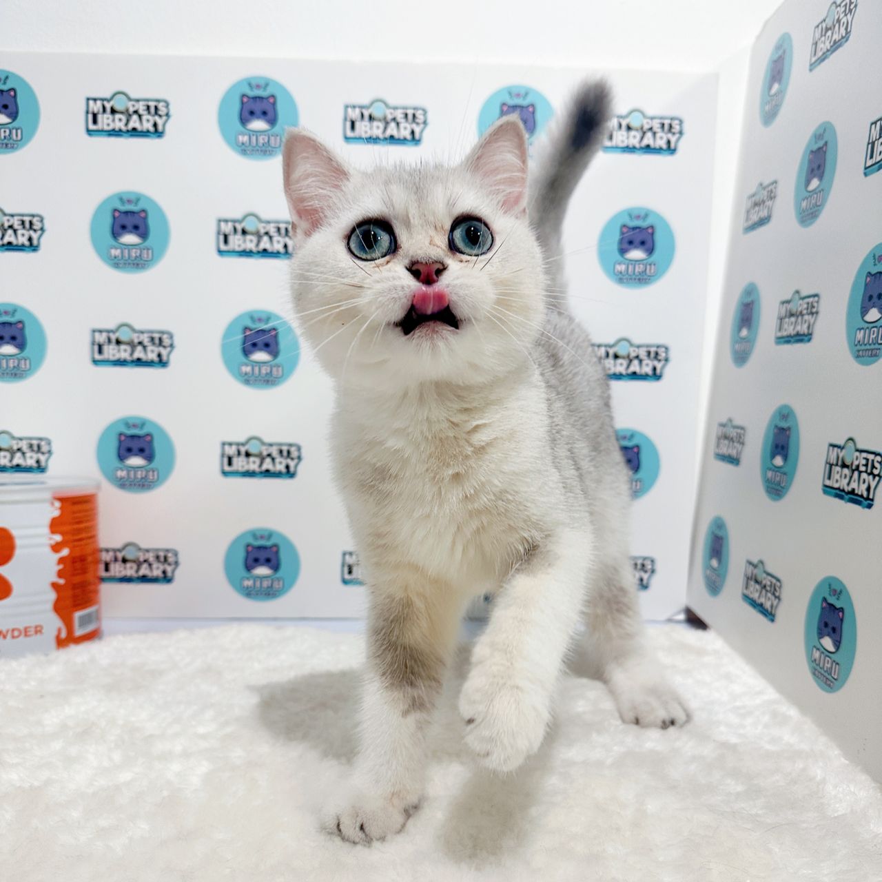 British Shorthair Kitten (Male) For Sale