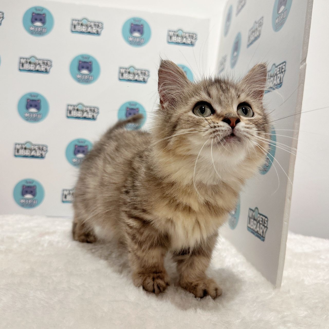 Munchkin Longhair Kitten (Male) For Sale