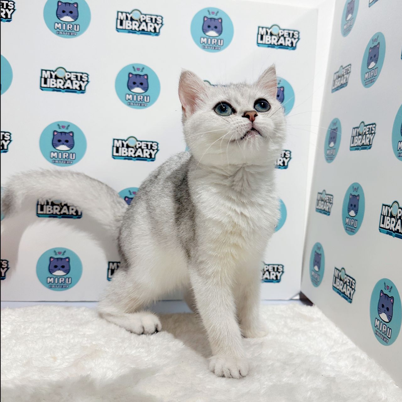 British Shorthair Kitten (Female) For Sale