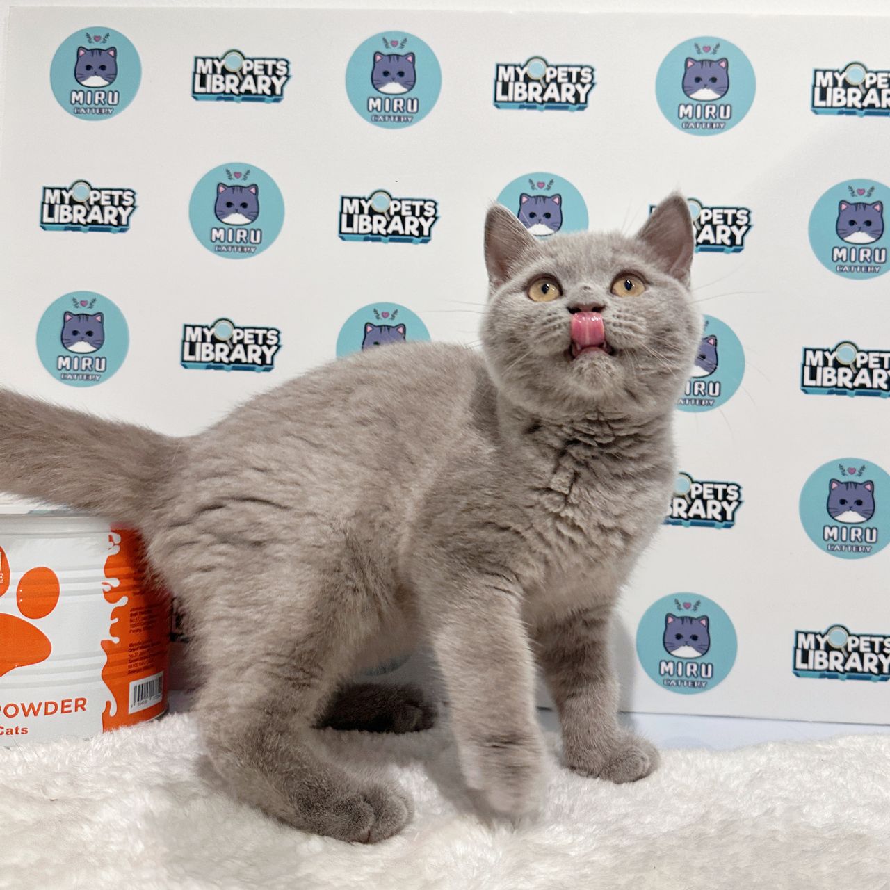 British Shorthair Kitten (Male) For Sale