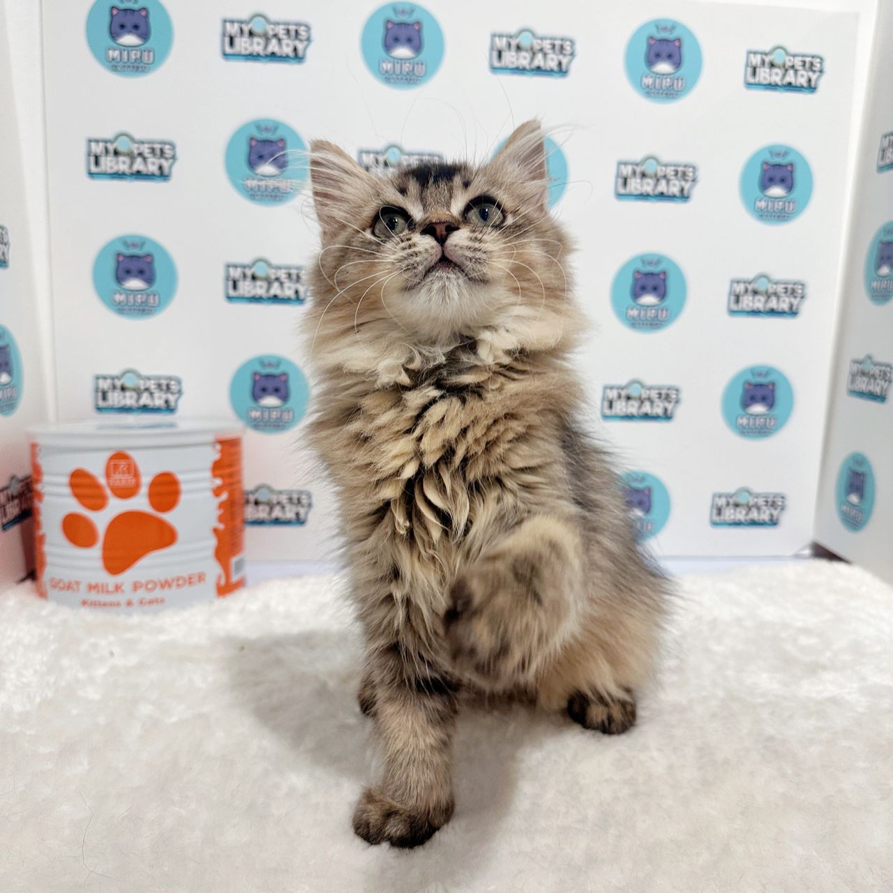 British Longhair Kitten (Female) For Sale