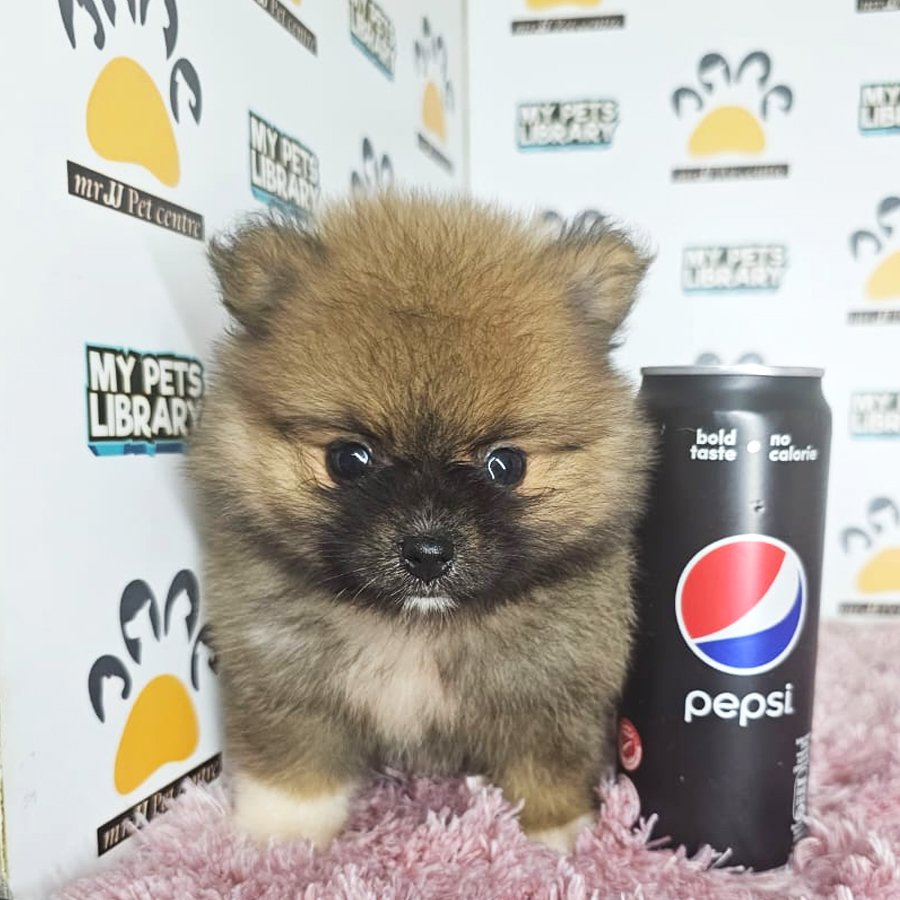 Tiny Pomeranian Puppy (Female) For Sale