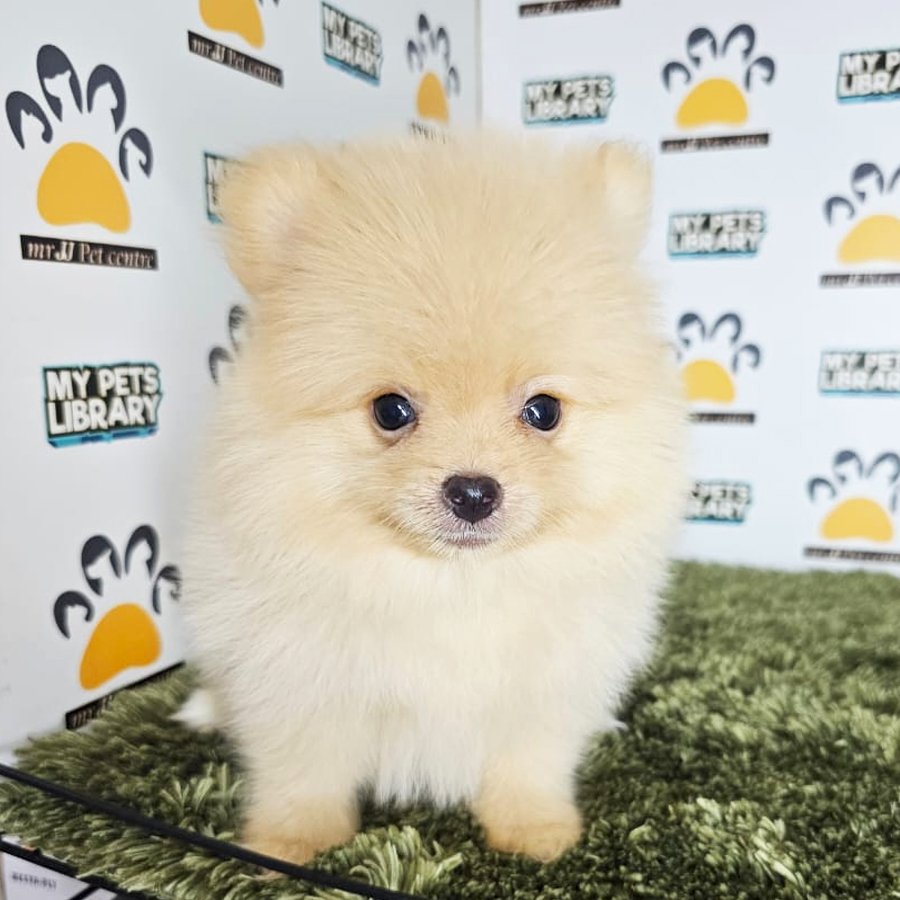 Tiny Pomeranian Puppy (Male) For Sale