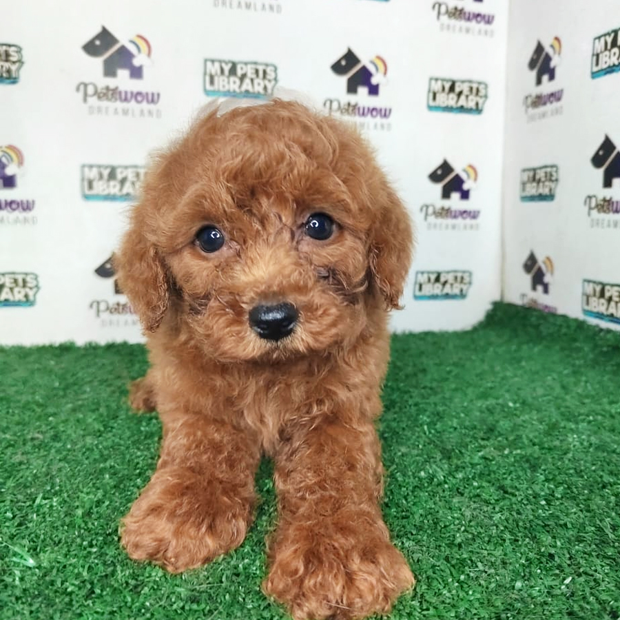 Poodle Puppy (Female) For Sale