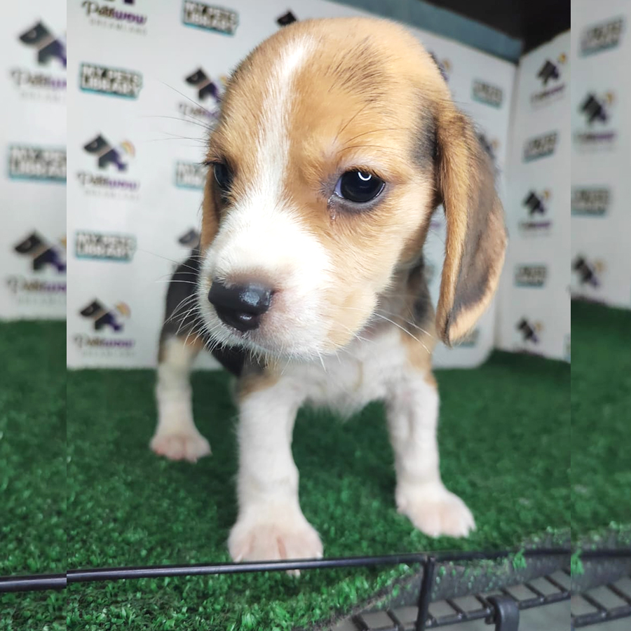 Beagle Puppy (Male) For Sale