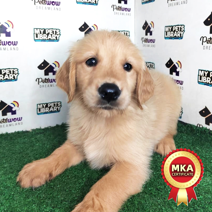 MKA Golden Retriever Puppy (Male) For Sale