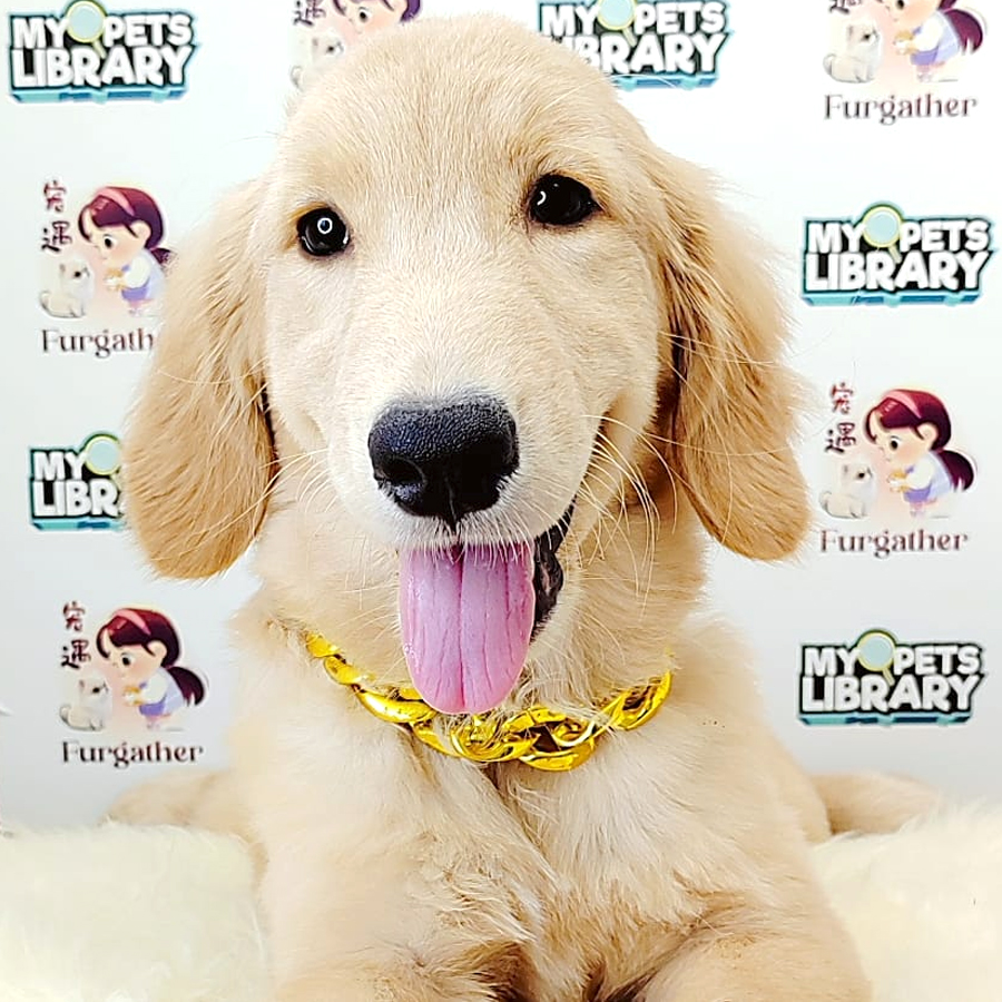 Golden Retriever Puppy (Female) For Sale