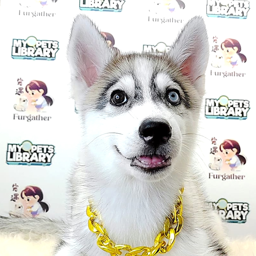 Alaskan Husky Puppy (Male) For Sale