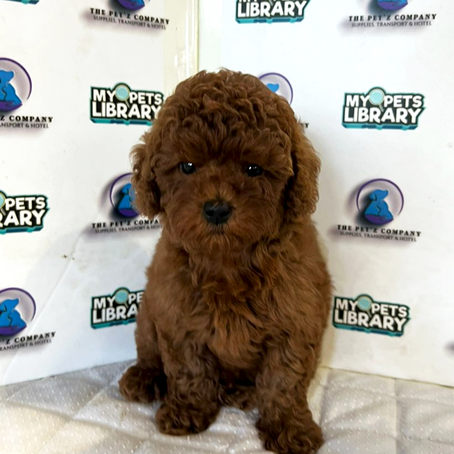 Poodle Puppy (Female) For Sale