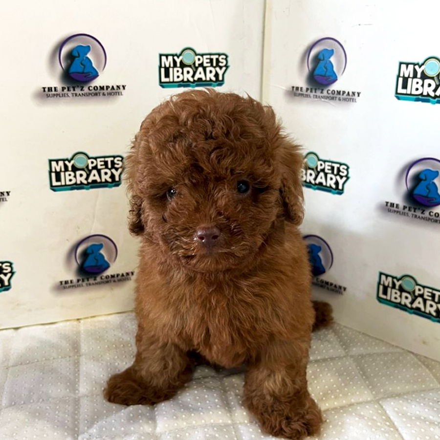 Poodle Puppy (Male) For Sale