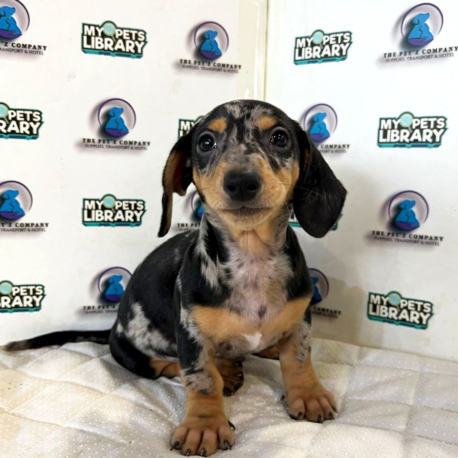 Dachshund Puppy (Male) For Sale