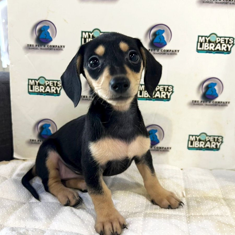 Dachshund Puppy (Female) For Sale