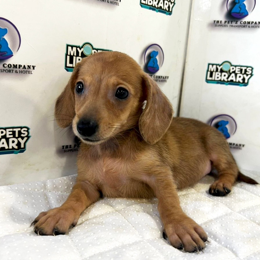 Dachshund Puppy (Female) For Sale