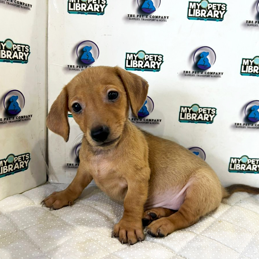 Dachshund Puppy (Male) For Sale