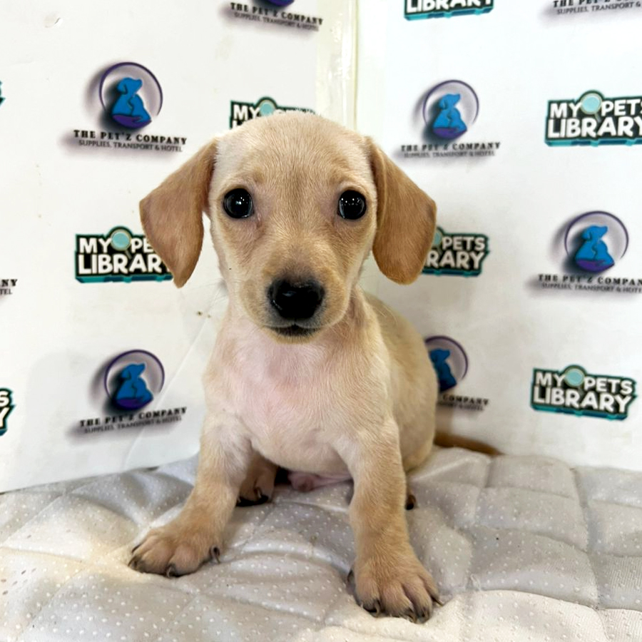 Dachshund Puppy (Male) For Sale