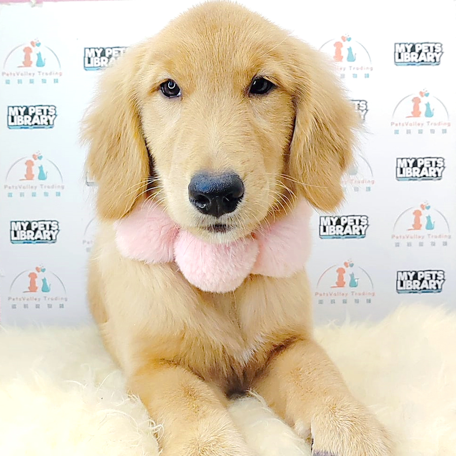 Golden Retriever Puppy (Female) For Sale