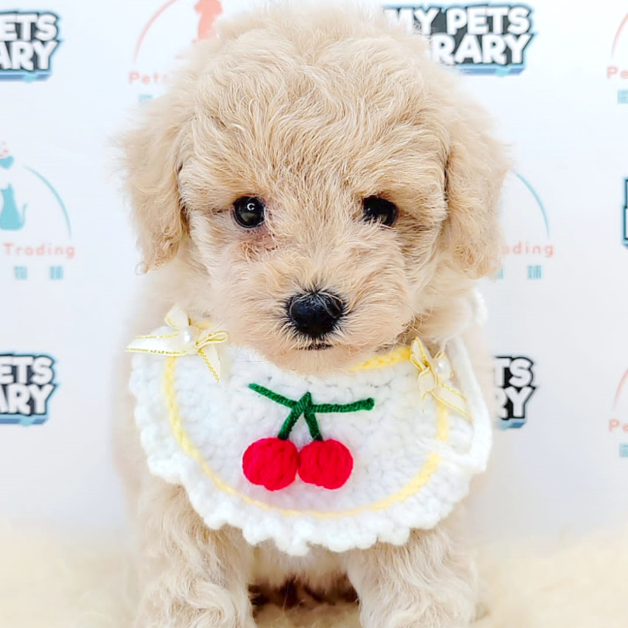 Tiny Poodle Puppy (Female) For Sale