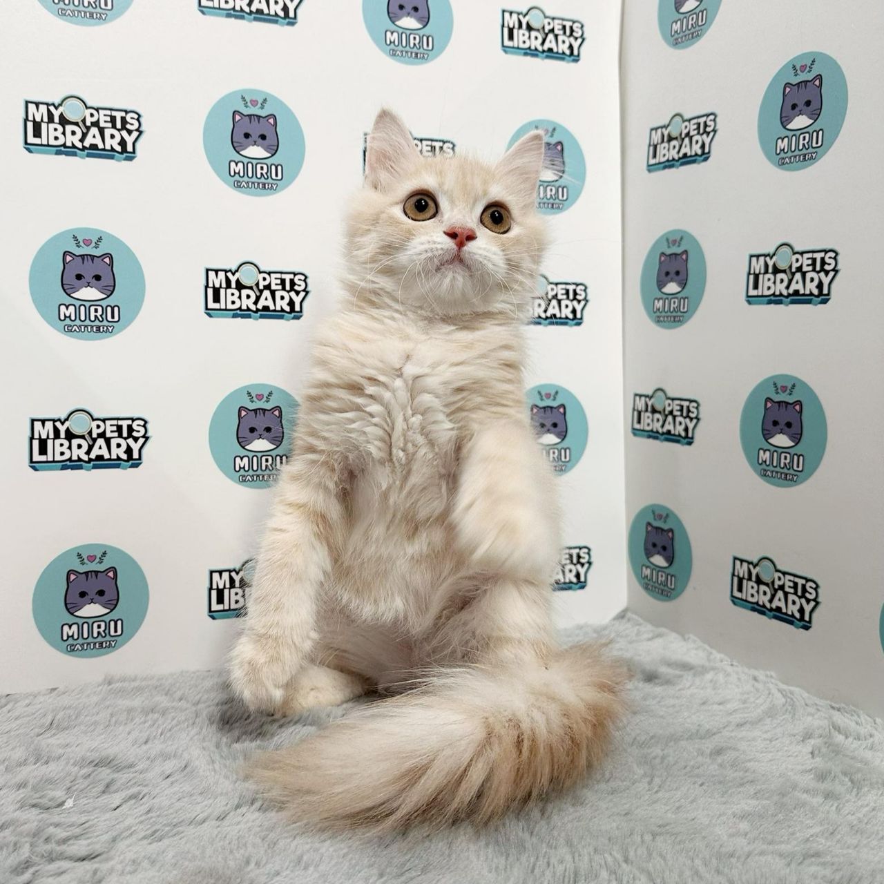 Maine Coon Persian Kitten (Female) For Sale