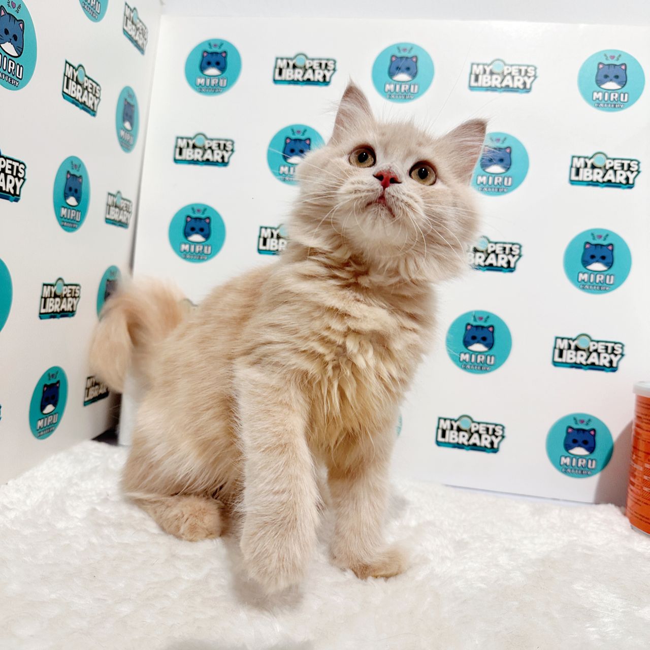 Maine Coon Persian Kitten (Female) For Sale